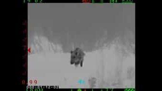 как охотиться на кабана с тепловизором