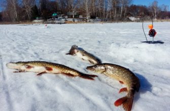 жерлица зимой