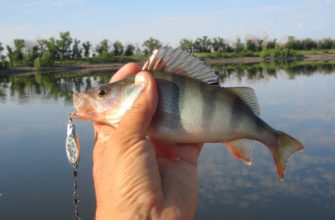 ловля окуня на блесну