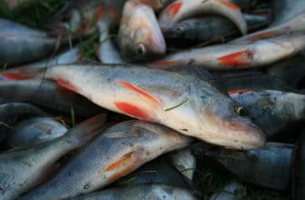 спиннинговая ловля окуня