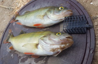 ловля окуня на фидер