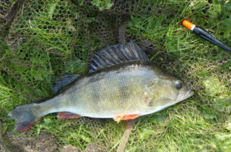 ловля окуня на удочку