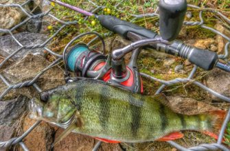 ловля окуня на спиннинг с берега