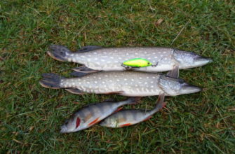 ловля щуки осенью на спиннинг