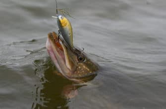 ловля щуки в октябре на спиннинг