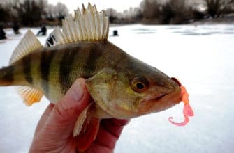как ловить окуня зимой