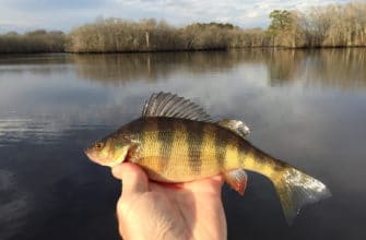 Ловля окуня в октябре